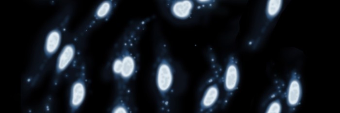 01_mycoplasma_dna_stain