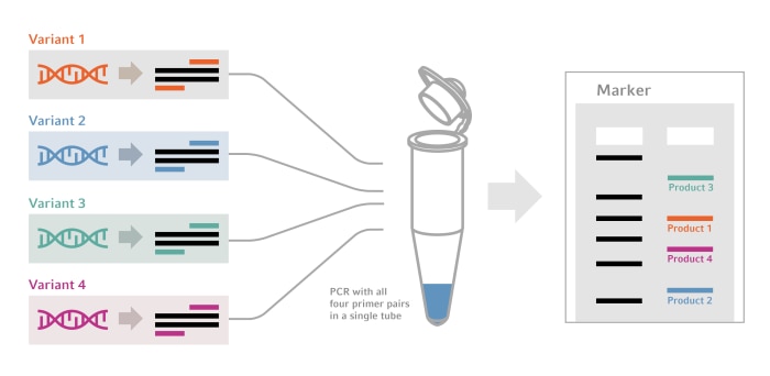 illu_web_multiplexpcr_v3