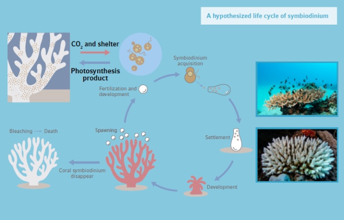 Castles Made of Sand: Coral Reefs and their Symbionts - Eppendorf ...