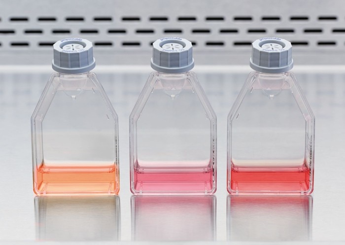 Color change of the medium in three cell culture flasks with