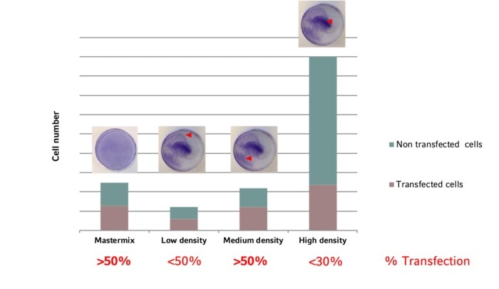 Graph showing the ratio of transfected vs. non-transfected cells in depending on the vessel location after using two different pipetting techniques in the cell seeding protocol.