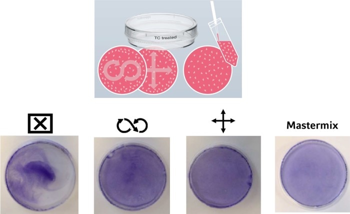 Four cell culture dishes filled by using different pipetting techniques are shown (fixed and stained). Depending on the cell seeding technique used, the cell density within the vessel differs.