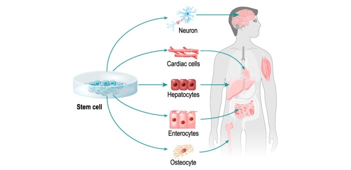 stem_cell_possibilities