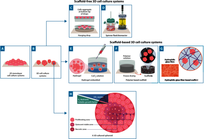 How do cells cultured in 2D and 3D differ?