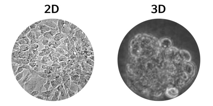 Morphological difference cells cultured in 2D and 3D