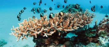 online_banner_coral_reefs_banner___rgb