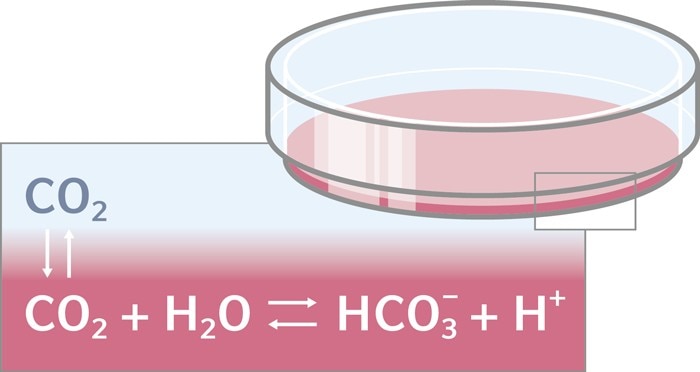 Chemical equation for the bicarbonate buffering system in cell culture media