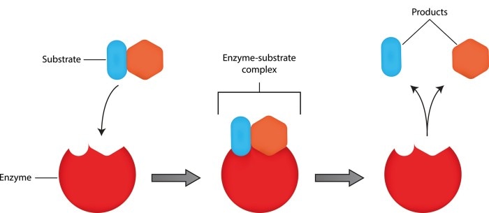 Enzyme Kinetic Assays – How Does It Work? - Eppendorf US