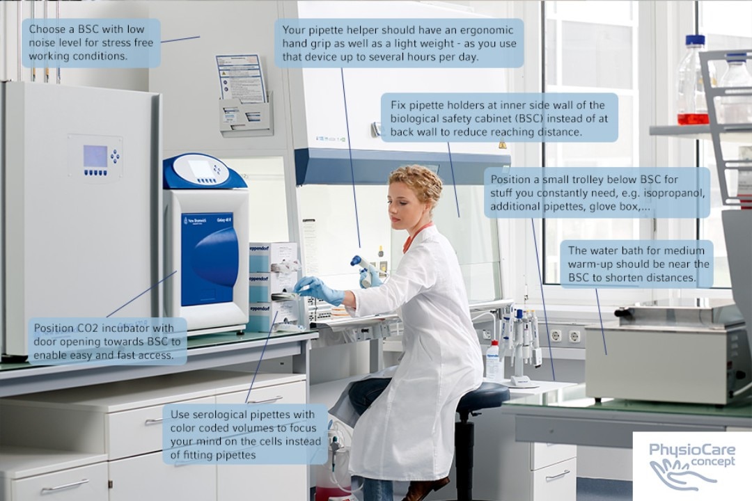 Scientist working at a safety cabinet for cell culture in an ergonomically suitable laboratory according to the workflows of the PhysioCare Concept®.