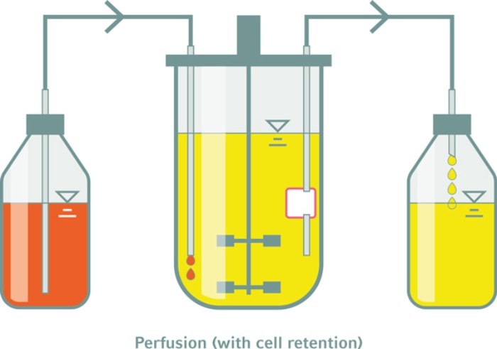 illustration_perfusion_feeding_web