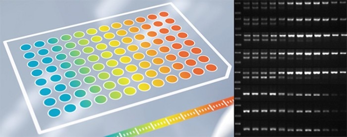 sh_amplification_figure1_gradient_pcr