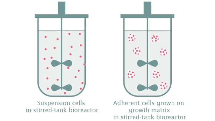 Schematic drawing: Cultivation of suspension cells in stirred-tank bioreactors and adherent cells grown on growth matrix in stirred-tank bioreactor.