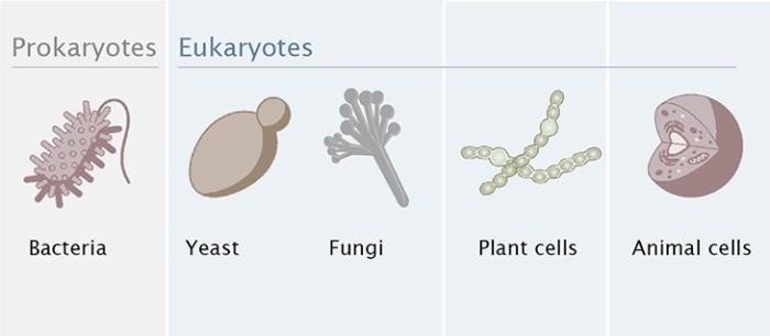 Organisms, which can be cultivated in bioreactors