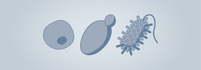 bioprocess_icon_organisms_rgb