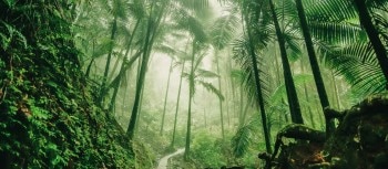 online_banner_jungle_story_1260x550_web