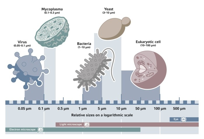 Illustration of cell culture contaminants and its sizes