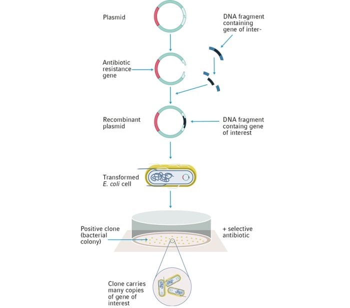 E. coli as a host for storage and propagation of plasmids