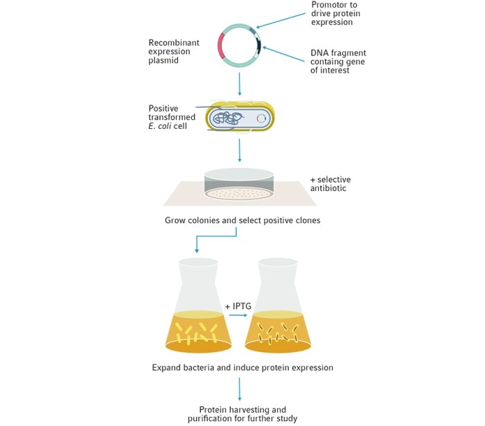 E. coli for protein expression