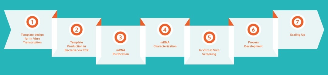 mRNA Vaccine discovery workflow steps