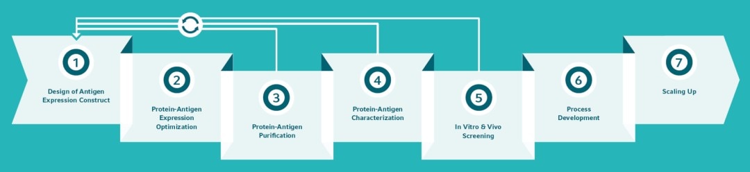 Recombinant protein vaccine discovery workflow steps