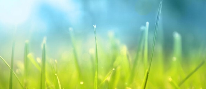 img_teaser_article_grass_paper