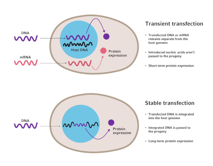 stablevstransientexpression